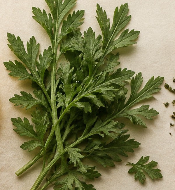 Mugwort