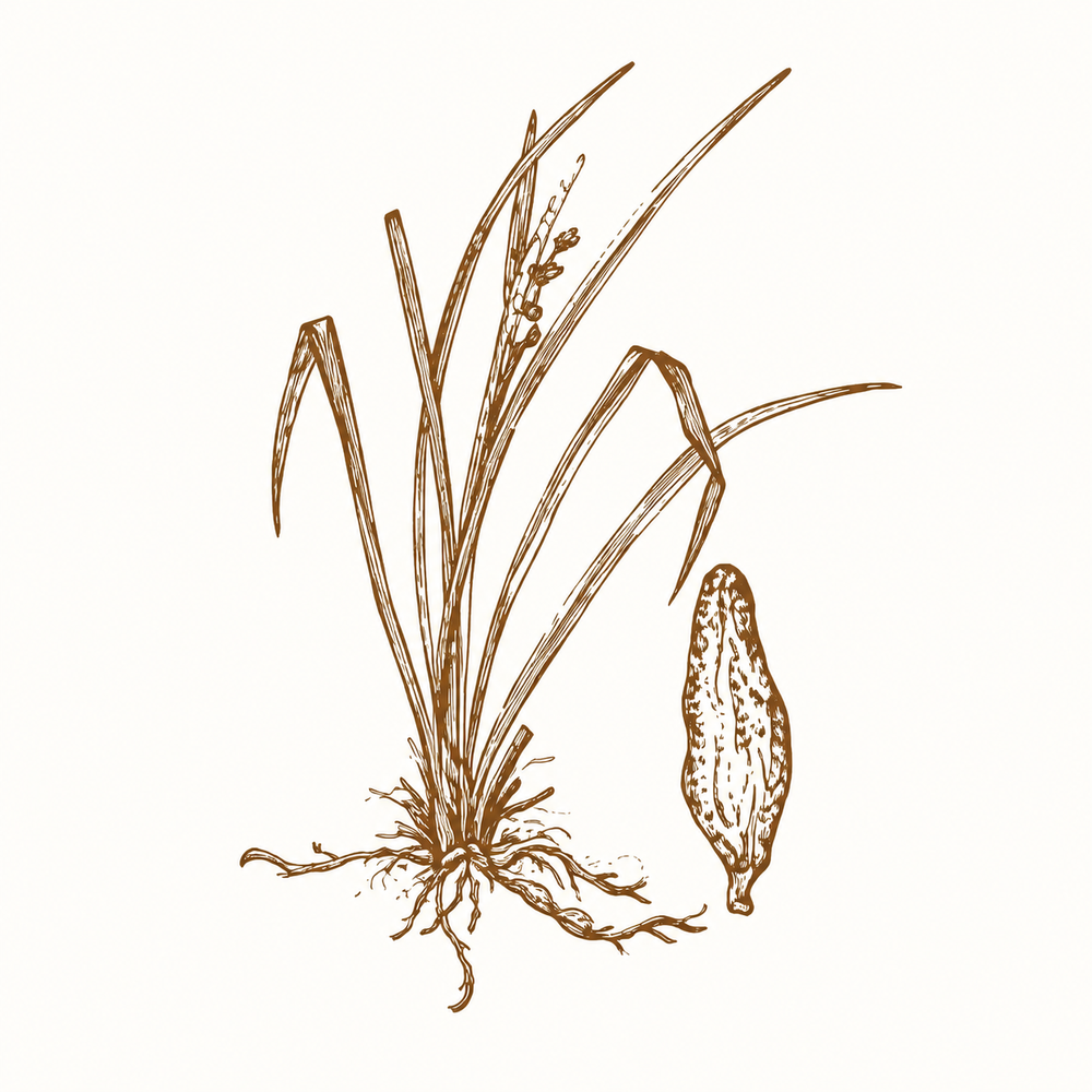 Ophiopogon