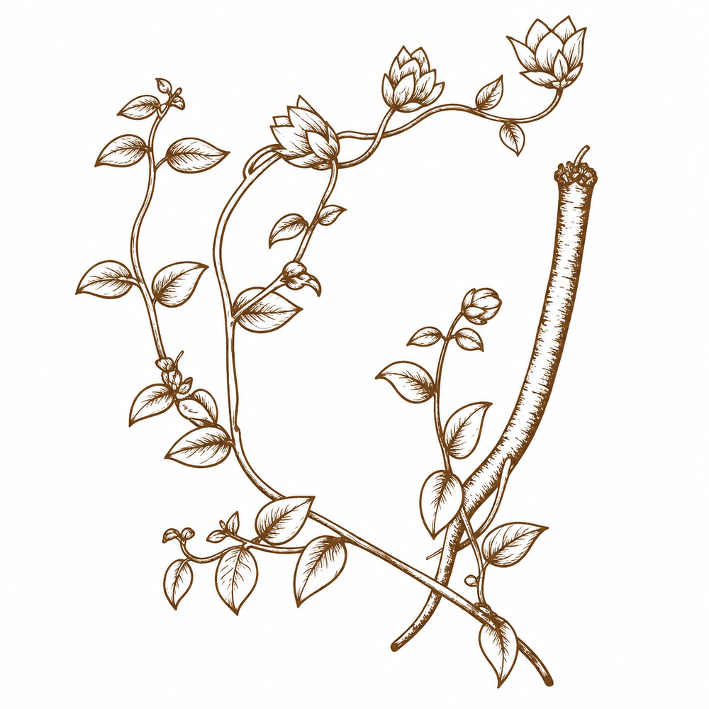 Codonopsis