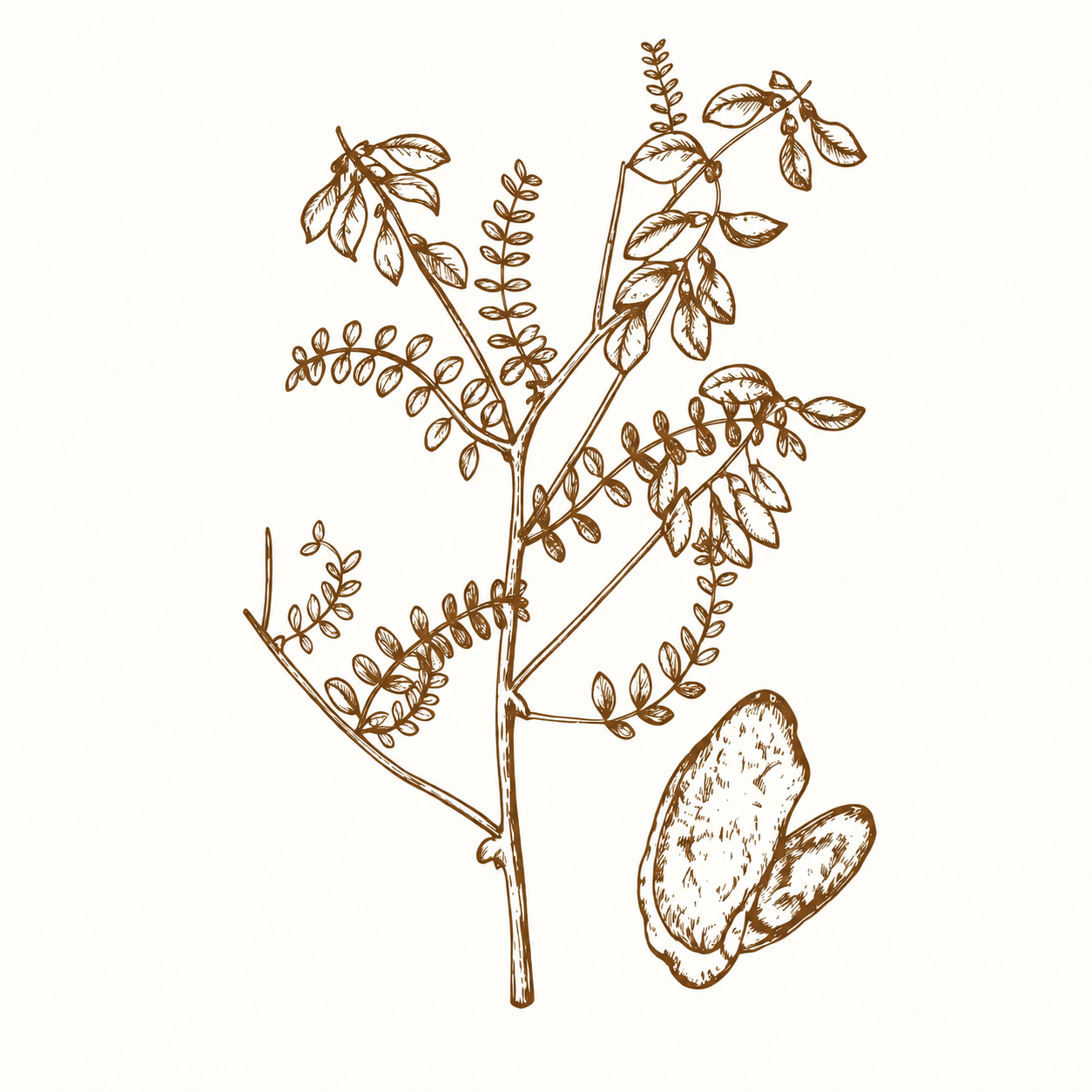 Astragalus