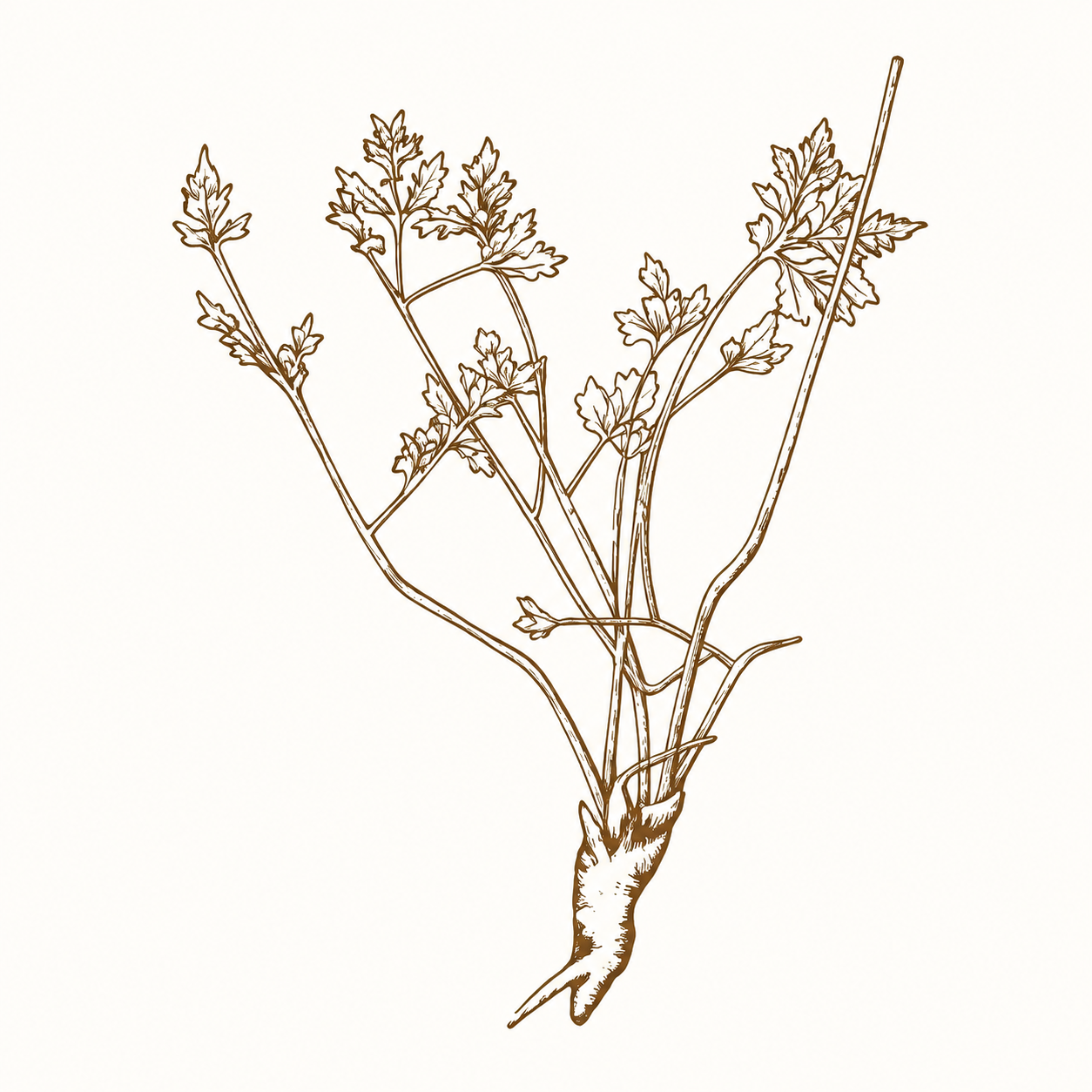 American Ginseng