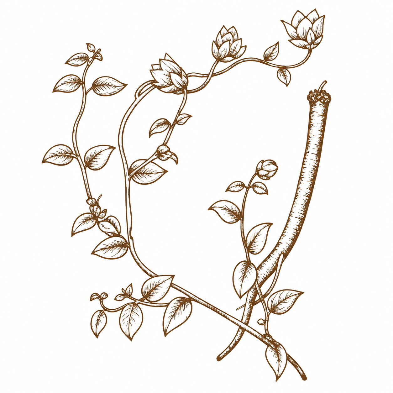 Codonopsis
