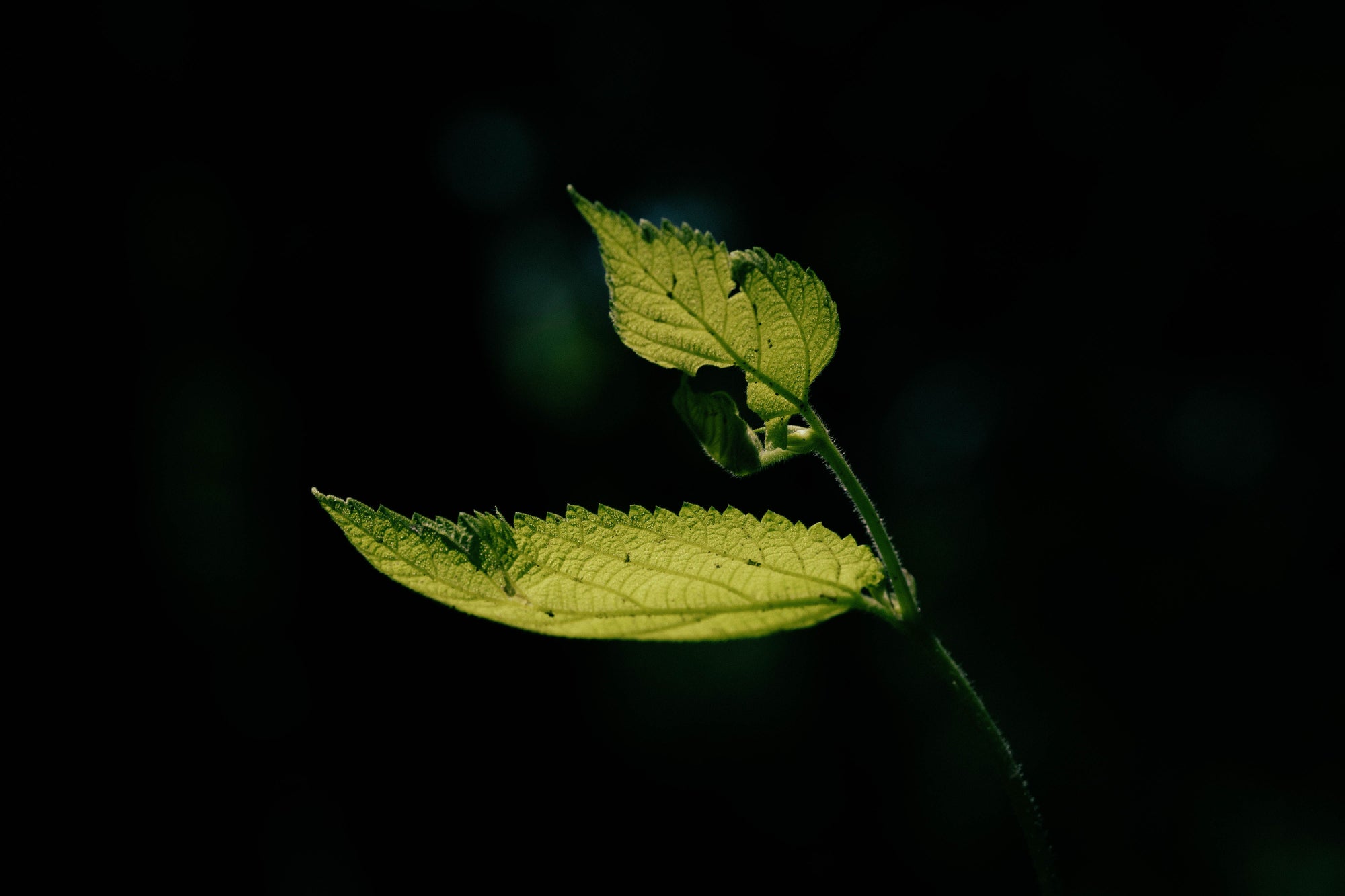 Ginseng Botanical Oil Serum