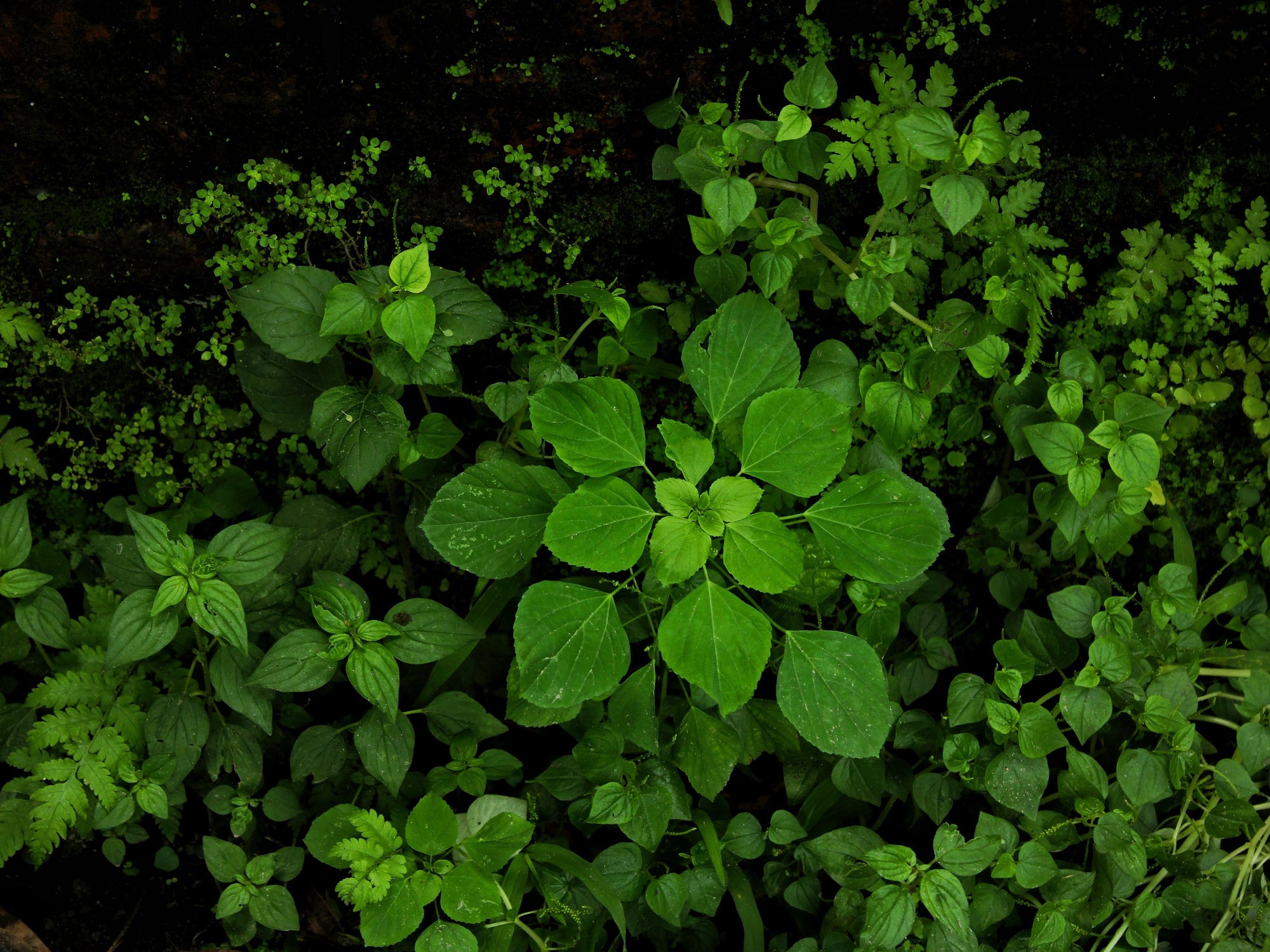 Ginseng Botanical Oil Serum